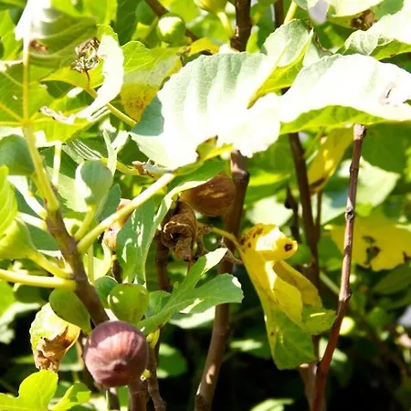 The Piggery, Charming Converted Stone Saint-Mesmin (Dordogne)