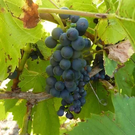 Feriehus The Piggery, Charming Converted Stone *