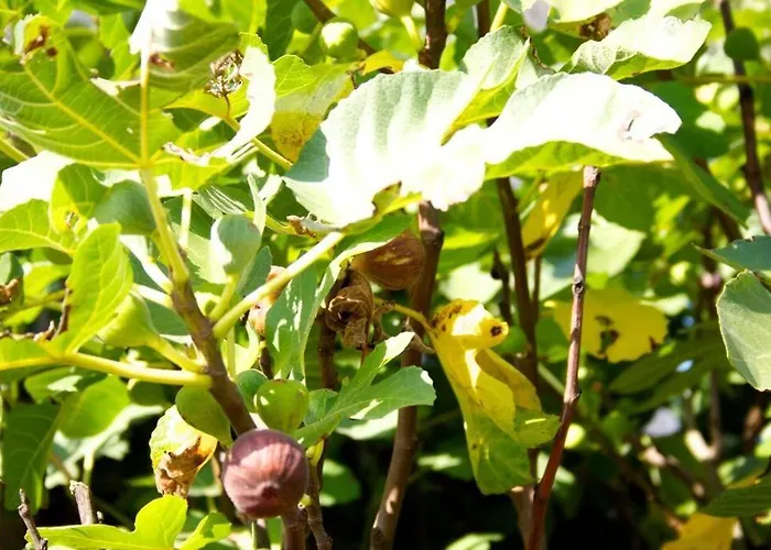 The Piggery, Charming Converted Stone Saint-Mesmin (Dordogne)