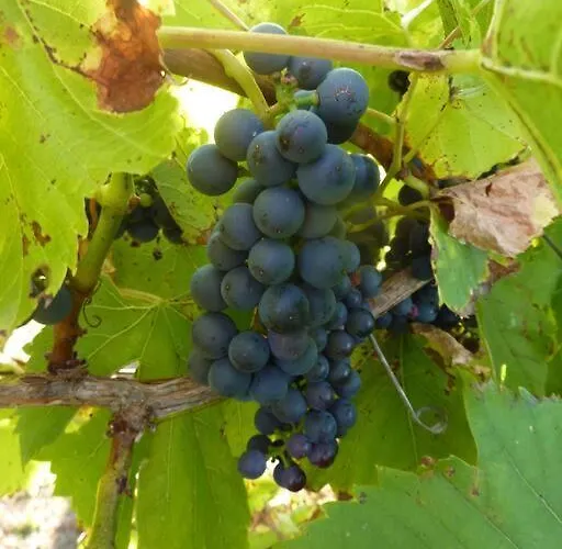 Casa vacanze The Piggery, Charming Converted Stone *